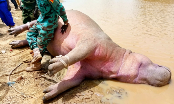 من حوض مائي إلى خطر داهم… نهاية صادمة لفرس نهر في أم بتّا!