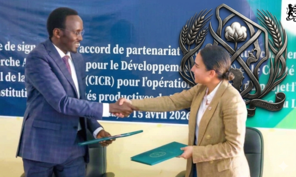 تشاد: شراكة بين “البحث الزراعي” والصليب الأحمر لإحياء أصناف محلية من الذرة وتعزيز الأمن الغذائي