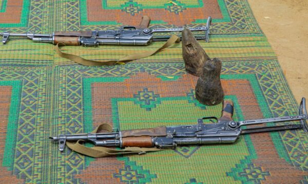 تشاد: توقيف 8 مشتبه بهم في قضية صيد غير مشروع لوحيدتي قرن من وحيد القرن الأسود بحديقة زكوما